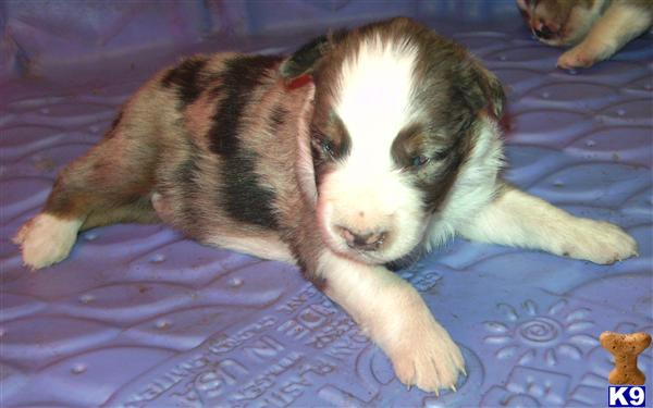 Puppies in IA